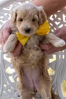 Georgia Bell, a male Miniature Goldendoodle for sale in Roy, UT – 1 of 3