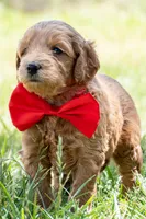Red Haven, a male Miniature Goldendoodle for sale in Roy, UT – 3 of 4