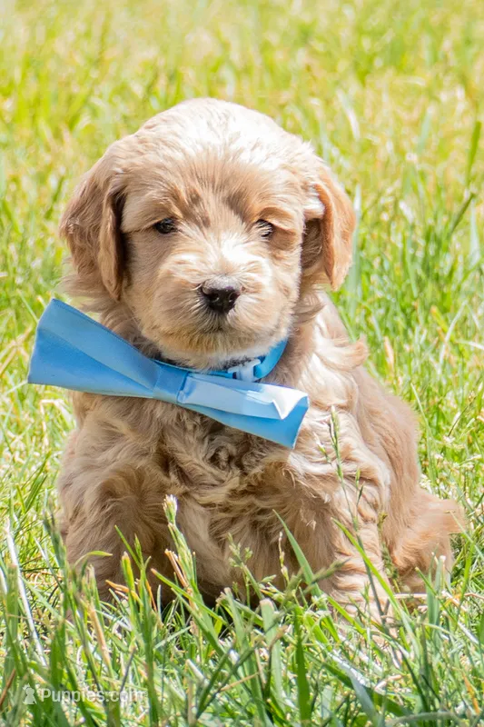 O'Henry – Miniature Goldendoodle puppy for sale in Roy, UT