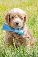 O'Henry, a male Miniature Goldendoodle for sale in Roy, UT – 1 of 3
