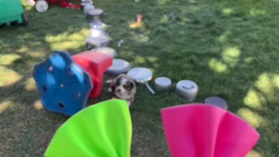 Obsididan, a female Bernedoodle for sale in Roy, UT – 5 of 7