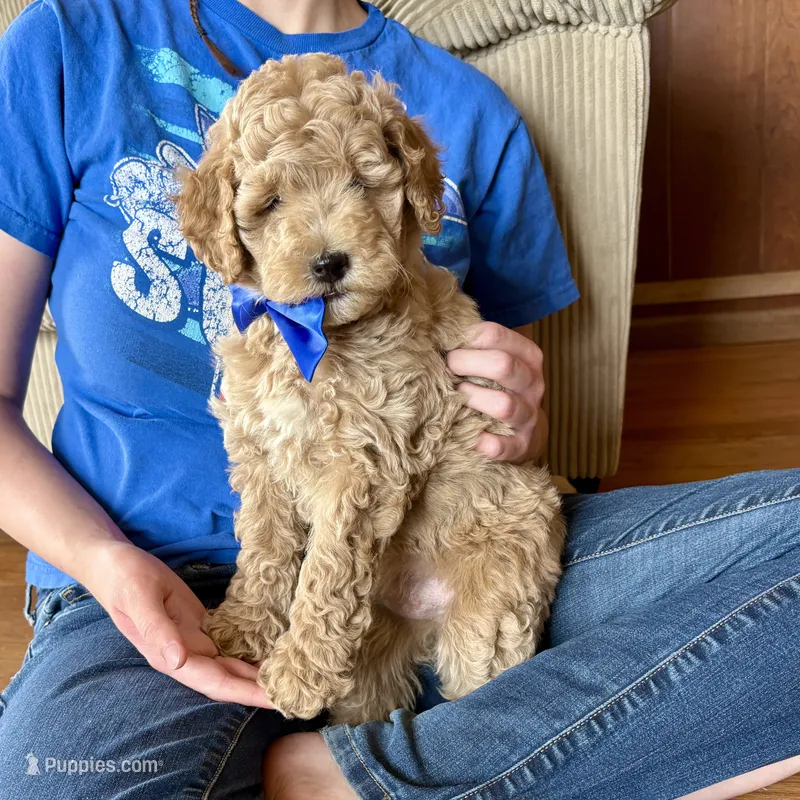All Star – Miniature Goldendoodle puppy for sale in Roy, UT