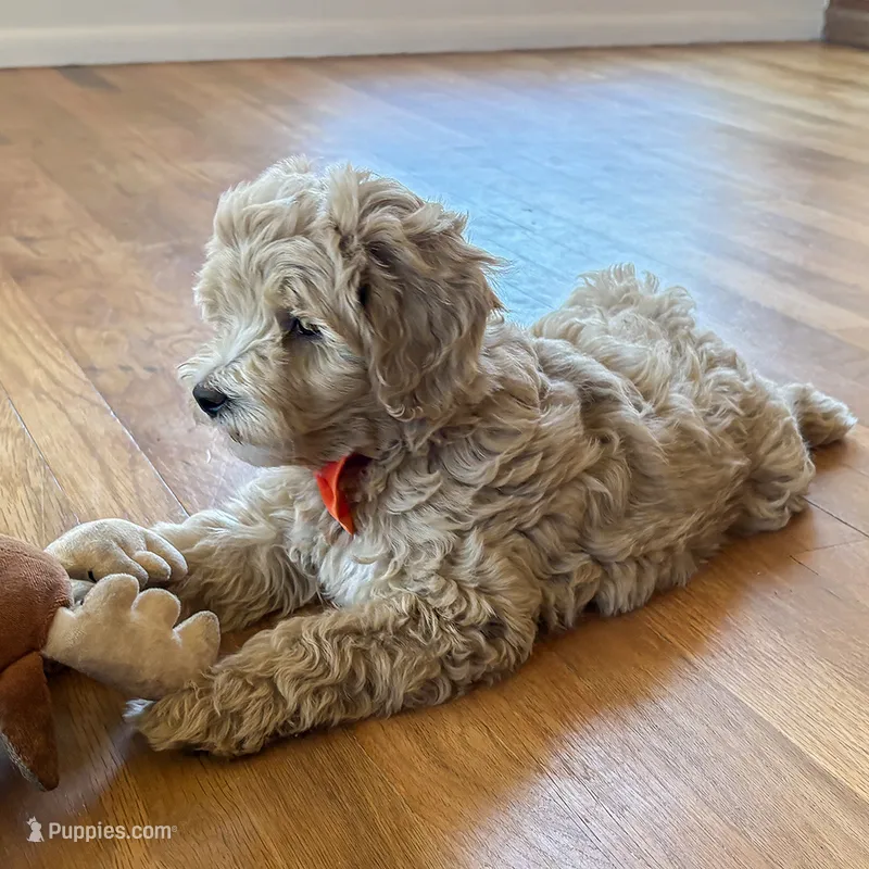 Suncrest – Miniature Goldendoodle puppy for sale in Roy, UT
