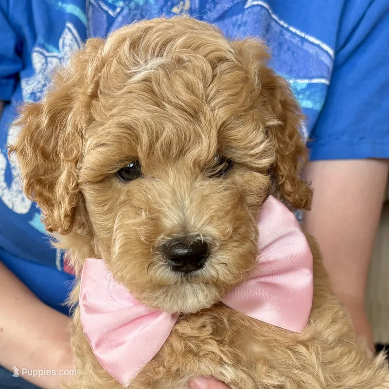 Sugar May – Miniature Goldendoodle puppy for sale in Roy, UT