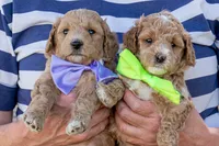 Summer Sweet, a male Miniature Goldendoodle for sale in Roy, UT – 2 of 2