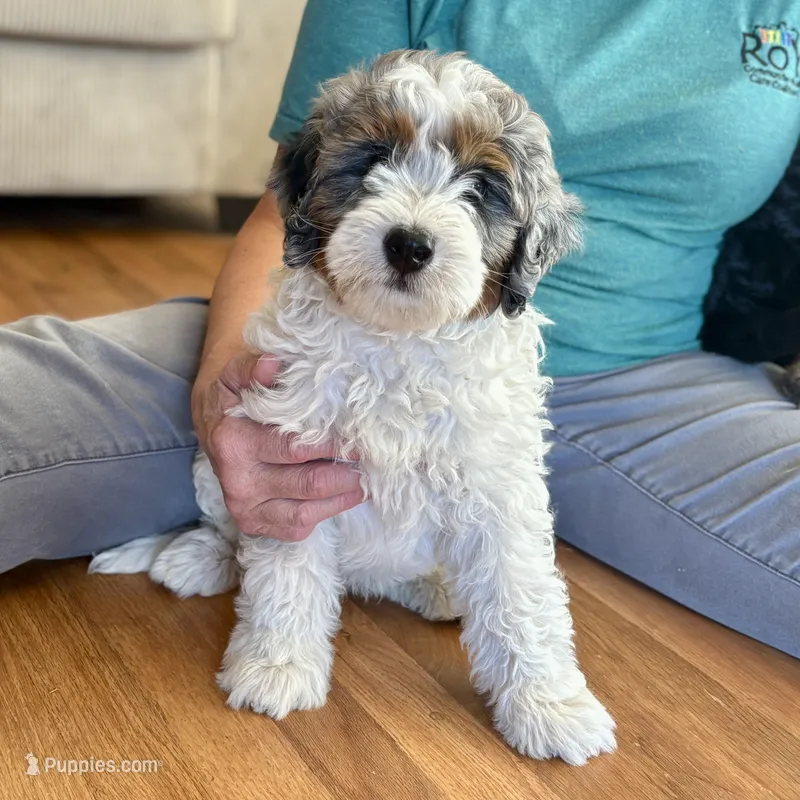 Crush – Miniature Bernedoodle puppy for sale in Roy, UT