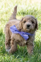 Ryan Sun, a male Miniature Goldendoodle for sale in Roy, UT – 3 of 4