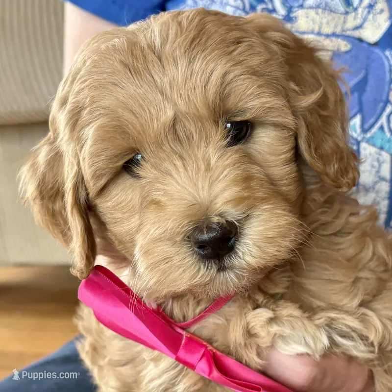 Scarlet Rose – Miniature Goldendoodle puppy for sale in Roy, UT