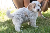 Sprite, a male Miniature Bernedoodle for sale in Roy, UT – 4 of 4