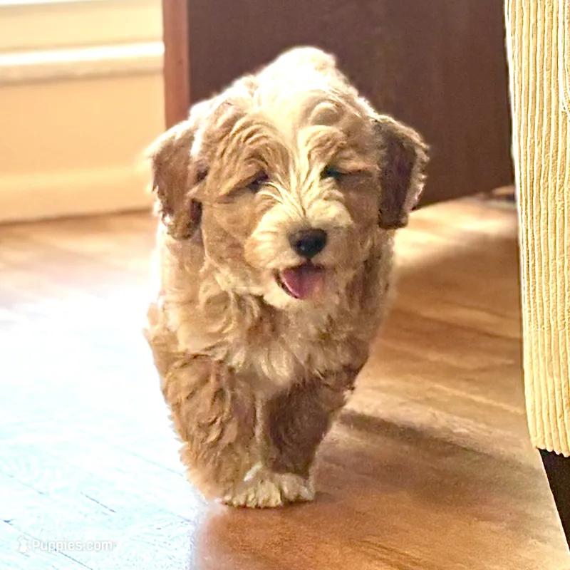 Fanta – Miniature Bernedoodle puppy for sale in Roy, UT