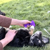 Tamale, a female Miniature Bernedoodle for sale in Roy, UT – 6 of 6