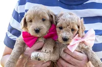 Sugar May, a male Miniature Goldendoodle for sale in Roy, UT – 2 of 3