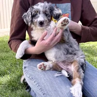 Taco, a female Bernedoodle for sale in Roy, UT – 2 of 8