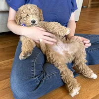 Ryan Sun, a male Miniature Goldendoodle for sale in Roy, UT – 1 of 10