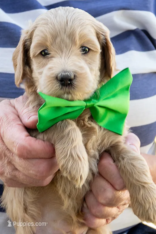 Spring Flame – Miniature Goldendoodle puppy for sale in Roy, UT