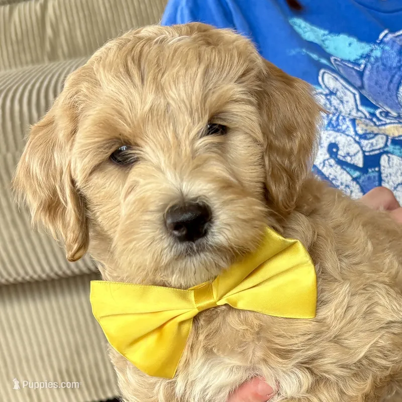 Georgia Bell – Miniature Goldendoodle puppy for sale in Roy, UT