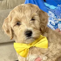 Georgia Bell, a male Miniature Goldendoodle for sale in Roy, UT – 4 of 9