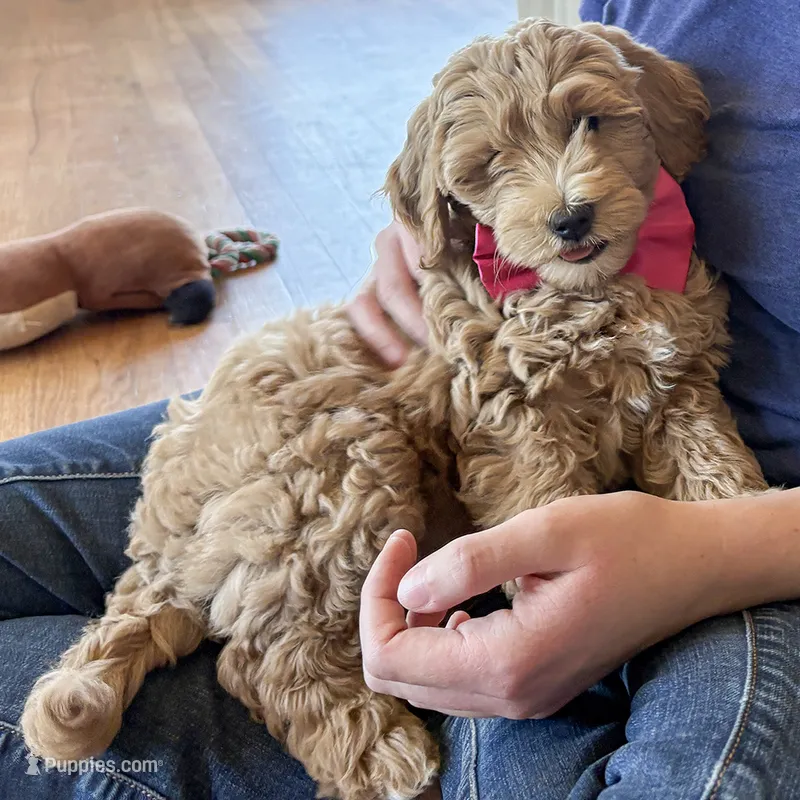 Scarlet Rose – Miniature Goldendoodle puppy for sale in Roy, UT