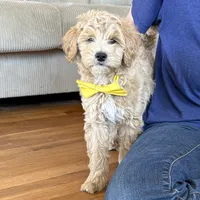 Georgia Bell, a male Miniature Goldendoodle for sale in Roy, UT – 3 of 9