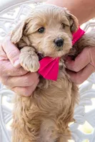 Scarlet Rose, a male Miniature Goldendoodle for sale in Roy, UT – 2 of 4