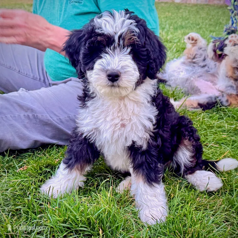 Shale – Miniature Bernedoodle puppy for sale in Roy, UT