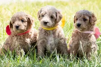 Sugar May, a male Miniature Goldendoodle for sale in Roy, UT – 3 of 3