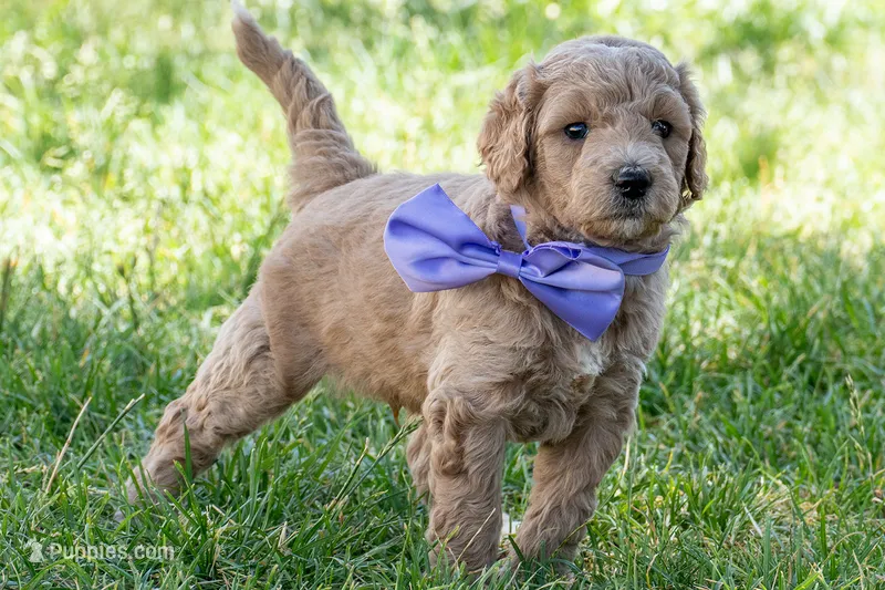 Ryan Sun – Miniature Goldendoodle puppy for sale in Roy, UT