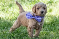 Ryan Sun, a male Miniature Goldendoodle for sale in Roy, UT – 1 of 4