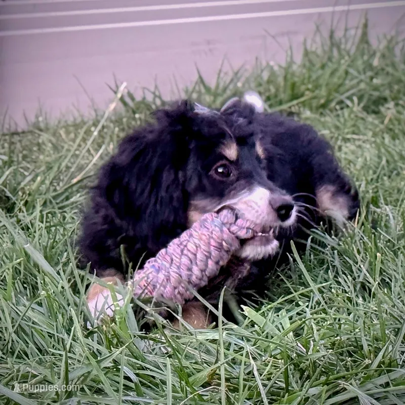 Tamale – Miniature Bernedoodle puppy for sale in Roy, UT