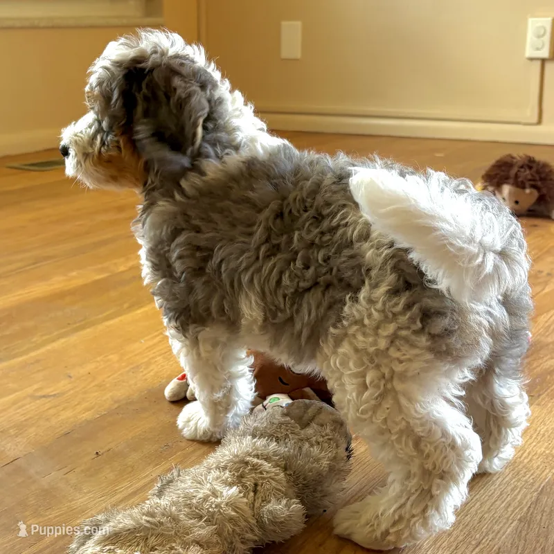 Barq's Rootbeer – Miniature Bernedoodle puppy for sale in Roy, UT