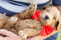 Red Haven, a male Miniature Goldendoodle for sale in Roy, UT – 2 of 4
