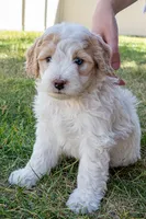 Sprite, a male Miniature Bernedoodle for sale in Roy, UT – 3 of 4
