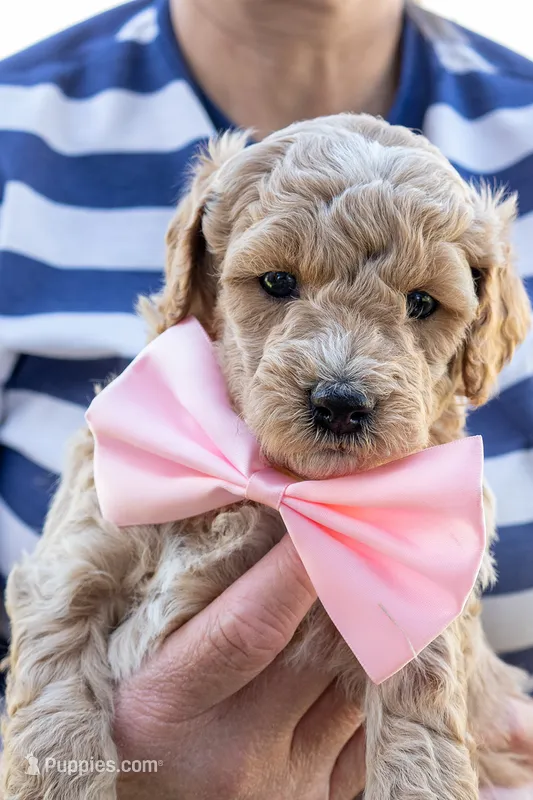 Sugar May – Miniature Goldendoodle puppy for sale in Roy, UT