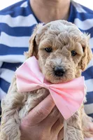 Sugar May, a male Miniature Goldendoodle for sale in Roy, UT – 1 of 3