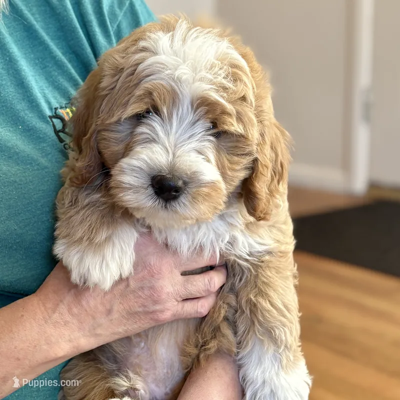 Fanta – Miniature Bernedoodle puppy for sale in Roy, UT