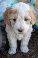 Sprite, a male Miniature Bernedoodle for sale in Roy, UT – 2 of 4