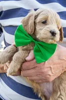 Spring Flame, a male Miniature Goldendoodle for sale in Roy, UT – 2 of 4
