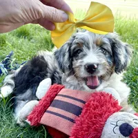 Taco, a female Bernedoodle for sale in Roy, UT – 5 of 8