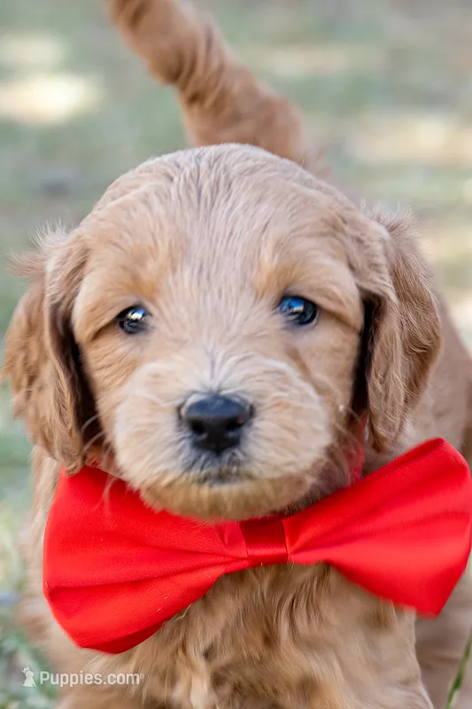 Red Haven – Miniature Goldendoodle puppy for sale in Roy, UT