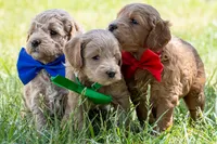 All Star, a male Miniature Goldendoodle for sale in Roy, UT – 3 of 3