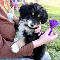 Tamale, a female Miniature Bernedoodle for sale in Roy, UT – 5 of 6