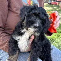 Fajita, a male Miniature Bernedoodle for sale in Roy, UT – 2 of 6