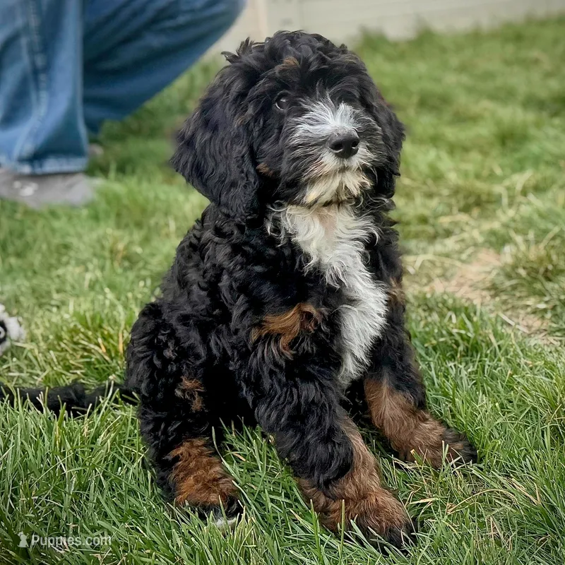 Enchilada – Miniature Bernedoodle puppy for sale in Roy, UT