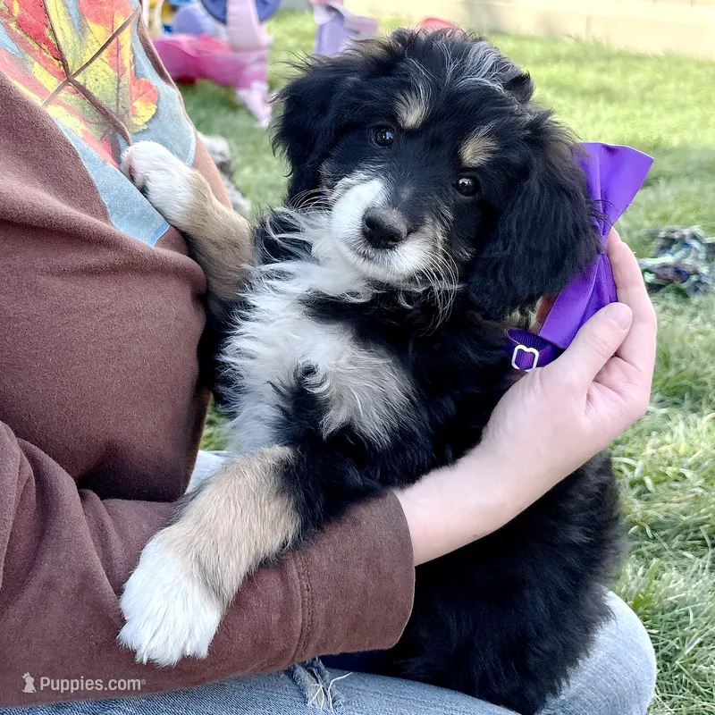 Tamale – Miniature Bernedoodle puppy for sale in Roy, UT