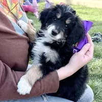 Tamale, a female Miniature Bernedoodle for sale in Roy, UT – 1 of 6
