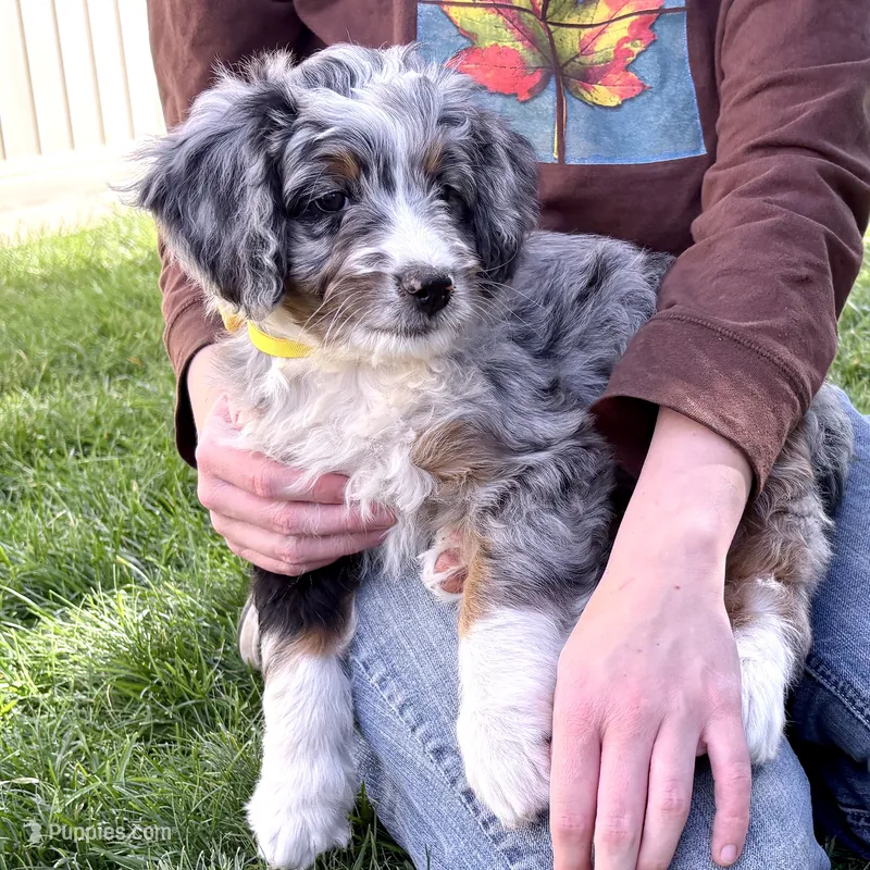 Taco – Bernedoodle puppy for sale in Roy, UT