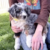 Taco, a female Bernedoodle for sale in Roy, UT – 1 of 8