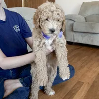 Ryan Sun, a male Miniature Goldendoodle for sale in Roy, UT – 2 of 10