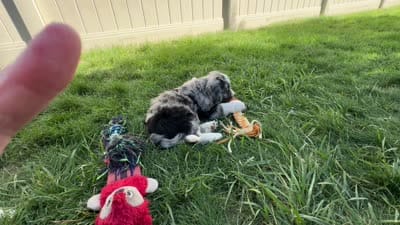 Taco, a female Bernedoodle for sale in Roy, UT – 8 of 8