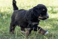 Dr. Pepper, a male Miniature Bernedoodle for sale in Roy, UT – 4 of 4